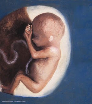 three-month-old human fetus