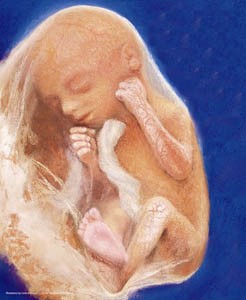 four month human fetus