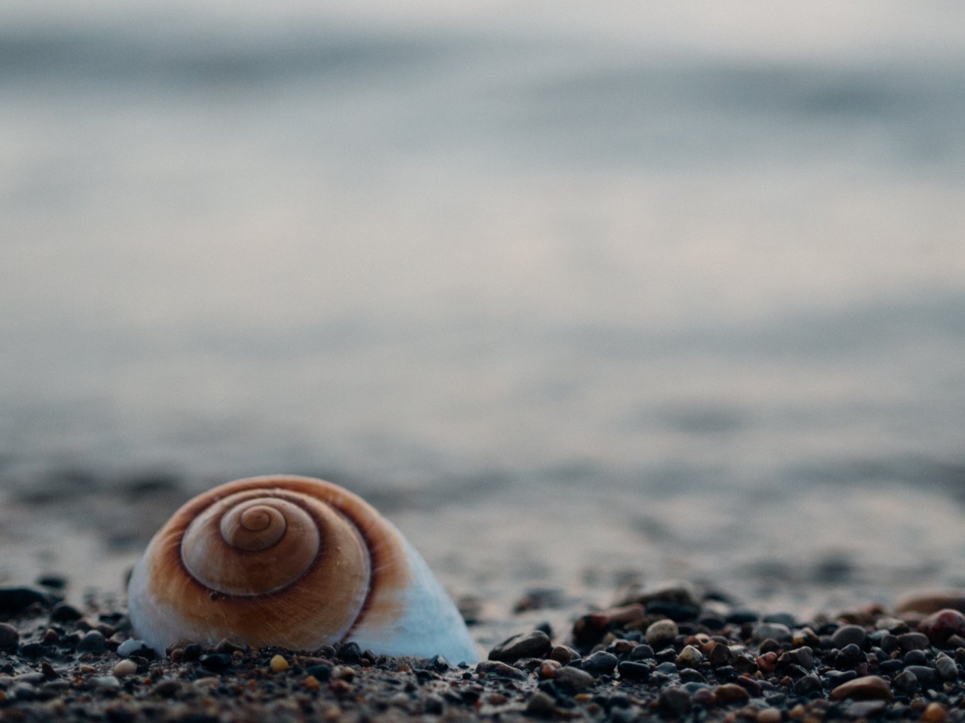 beach, seashell, Spirals