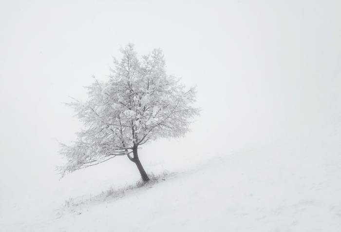 snow fallen heavy on a tree
