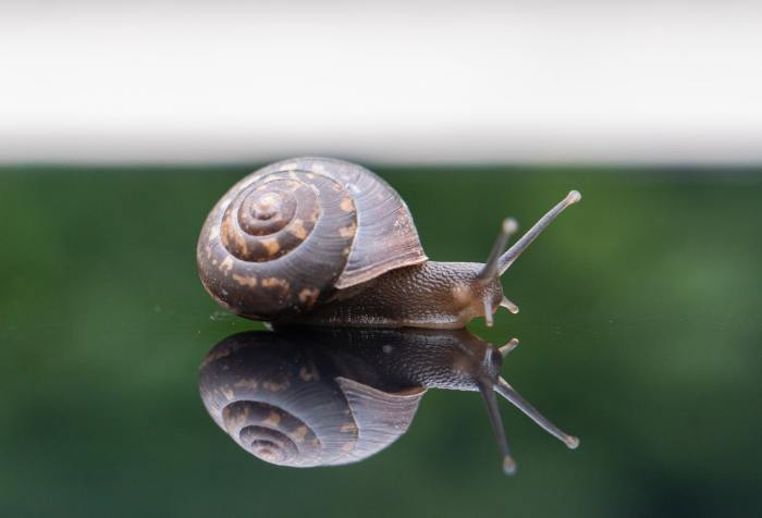 a snail upon its own reflection