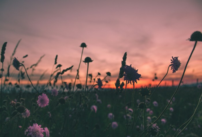 Sunset behind wildflowers